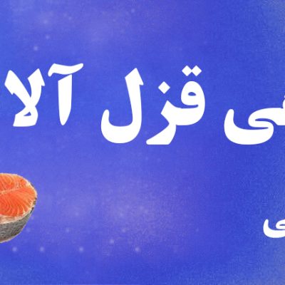 قزل الا استیکی